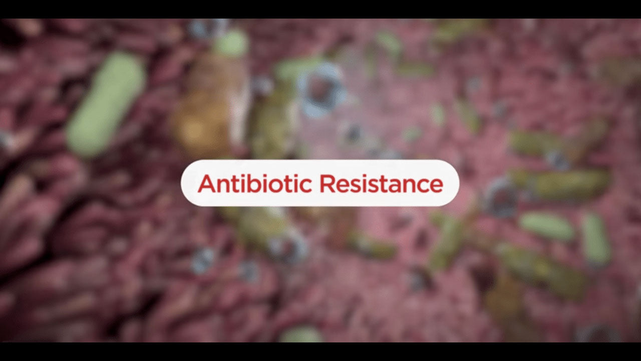 Load video: Antibiotic resistance animation
